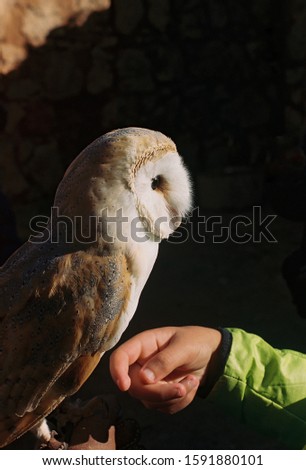 white owl being pet with hand