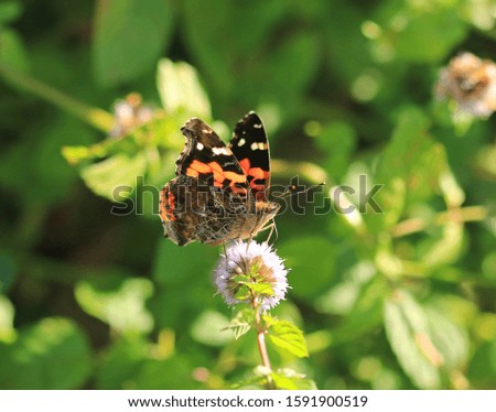 a photograph of a butterfly eating the essence of a flower.