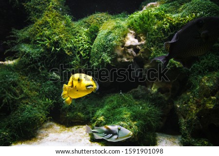Arothron yellow floats in the water, artificial aquarium