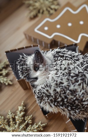 Christmas time - cute hedgehog picture