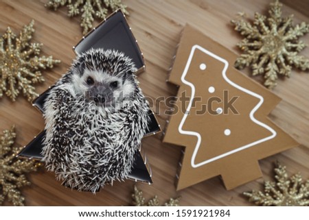 Christmas time - cute hedgehog picture