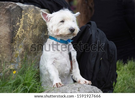 Adorable sleepy West Highland Terrier waiting patiently for its owner outside in Scotland UK