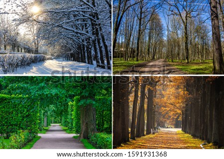 Collage seasons . All season. Seasons in one photo. Winter spring summer autumn. Tree branch. Grass with dew. Nature. Royalty-Free Stock Photo #1591931368