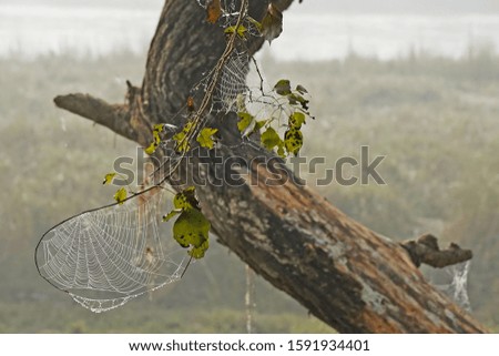 Spider webs on the tree, Chitwan National Park, Nepal
