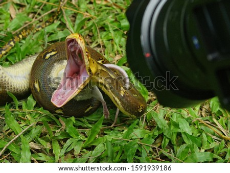 Python reticulatus captured when eat the white mouse
