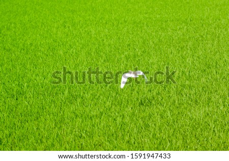 A white bird flying over the green rice fields. the image focus and blur some area.