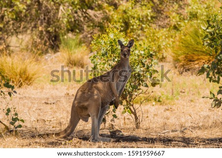 Western Grey Kangaroo in the outback