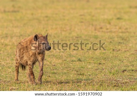 Spotted hyena standing looking at a kill in the grasslands of Masai Mara National Reserve during a wildlife safari