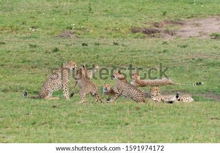 Five Cheetah coalition of Mara are famous five, fighting over a female cheetah in the plains of Africa during a wildlife safari