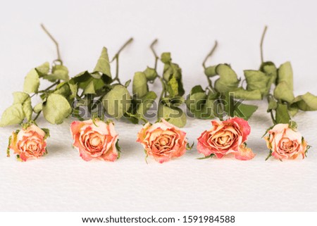 Dried rose flowers arranged in a row, blurred background