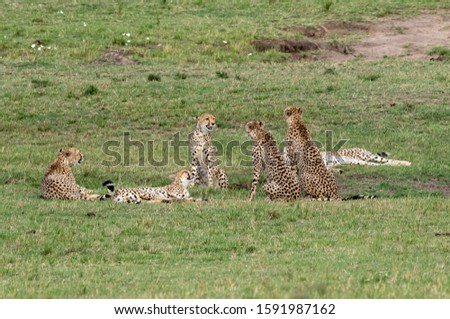Five Cheetah coalition of Mara are famous five, fighting over a female cheetah in the plains of Africa during a wildlife safari