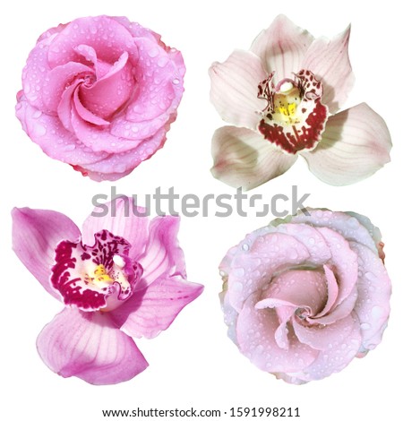 Set of lilac roses and orchids isolated on white background
