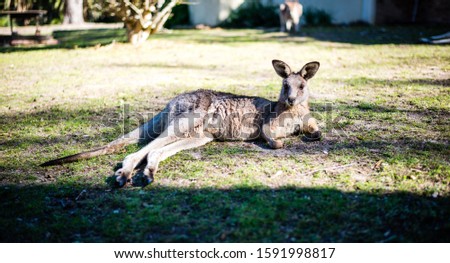 Picture of a kangaroo laying and chilling on the grass