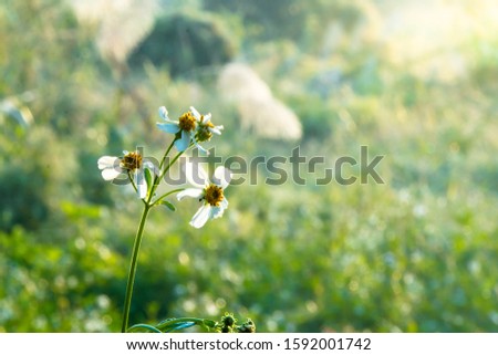 Grass flower on green background,white flower on green background.