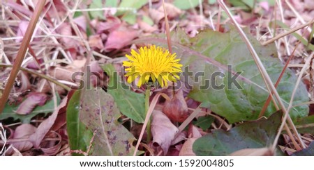 a picture of a yellow dandelion
