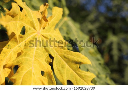 Yellow papaya leaves in sunlight