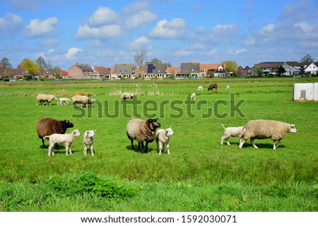 Dutch brown and white sheeps and lambs in green grass of meadow orchard in Netherlands (Holland), near Amsterdam, mother sheep and baby lamb in farm, walking freely, flock of sheeps in countryside Royalty-Free Stock Photo #1592030071