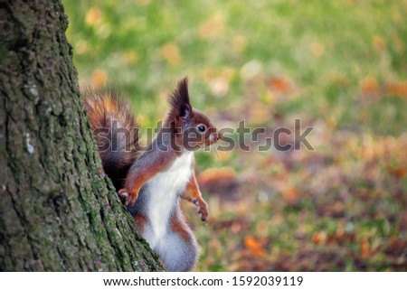 funny squirrel stands on its hind legs, looks out from behind a tree, a squirrel in its natural habitat, autumn