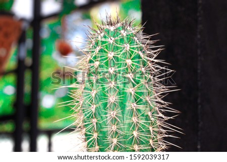 Green Stetsonia coryne cactus in a pot.