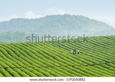 tea plantation on highland ,mechanical tea picking scene in spring