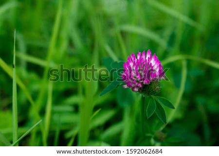Pink lilac clover on a background of green grass. One flower close-up.