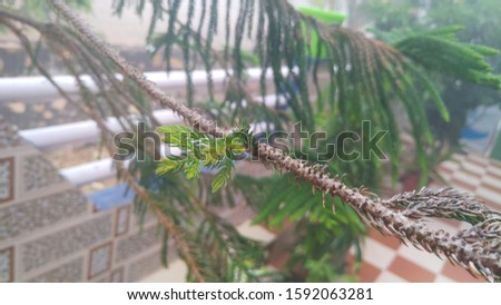 christmas tree leaves on dry branch.