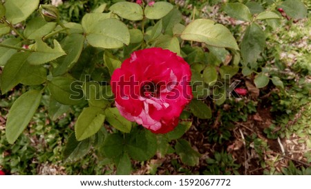 pink rose flower and leaves in the garden, nature photo object
