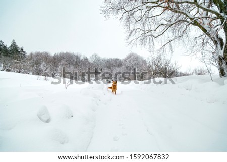 cute yellow dog plays, runs on snow. jumps on snowy landscape. Winter forest covered with snow. New Year`s landscape. Fabulous trees in snowdrifts. Dramatic wintry scene. 