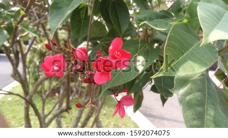 beautiful red flower and leaves in the garden, nature photo object