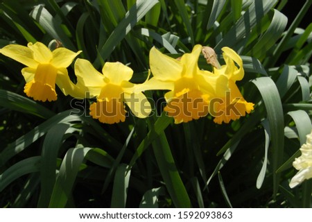 Beautiful spring Easter daffodils on the waterfront