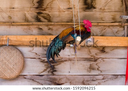 Beautiful chickens are tied on a wooden rail. Vintage wood background