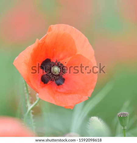 One poppy flower on blurred wild meadow background in early summer. Cool string-summer nature image.