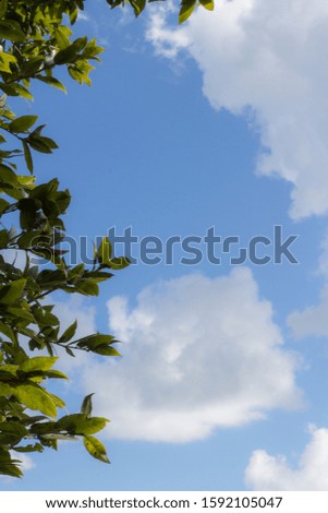 The Green leaves with blue background of blue sky and white clouds.