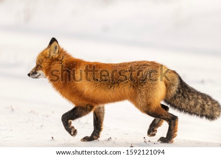 Red fox in the snow. Winter hunting in northern Canada is difficult for fox. Trying to find something to eat. Image.