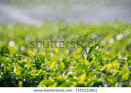 Fresh tea bud and leaves.Tea plantations in the rain, natural backgrounds.soft focus