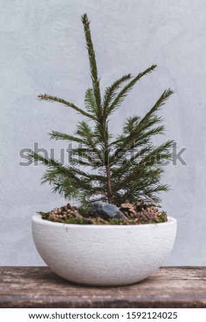 Small and modern Christmas Tree in stone vase