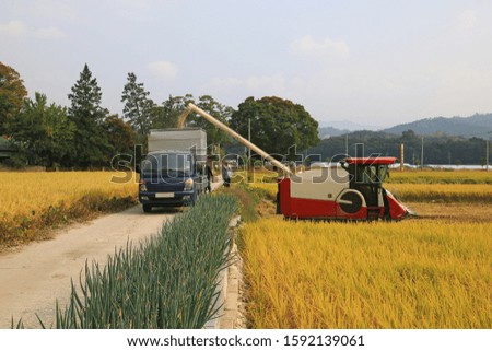 a picture taken of moving rice harvested in autumn to another vehicle.