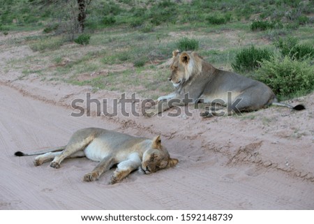African lion (Panthera leo) - Female, on the road, Kgalagadi Transfrontier Park, Kalahari desert, South Africa/Botswana