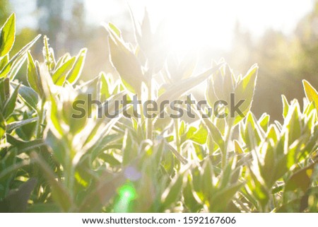 Grass flowers at sunrise, plant in morning with sunlight