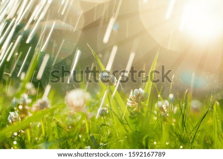 Beautiful natural background with clover, sun and raindrops. Art Magical summer landscape with bokeh