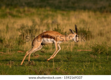 Springbok (Antodorcas marsupialis) jumping, Kgalagadi Transfrontier Park in rainy season, Kalhari Desert, South Africa/Botswana