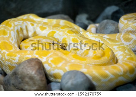 Close up of Big Python regius or Royal Python is a large non poisonous snake. Large and massive Ball Python, species native to West and Central Africa, where it lives  in grasslands and shrublands