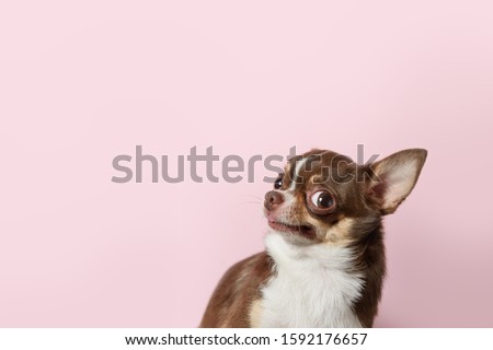 Cute brown mexican chihuahua dog isolated on light pink background. Outraged, unhappy dog looks left. Copy Space Royalty-Free Stock Photo #1592176657
