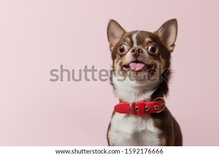 Cute brown mexican chihuahua dog with tongue out isolated on pink background. Dog looking to camera. Red collar. Copy Space Royalty-Free Stock Photo #1592176666