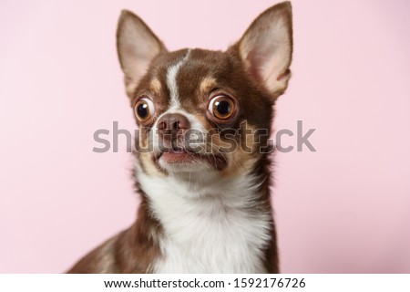 Surprised brown mexican chihuahua dog on pink background. Dog looks left. Copy Space Royalty-Free Stock Photo #1592176726