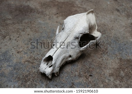 skull of a dog, a lobo or a canid, part of a skeleton with a rough background