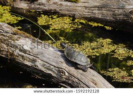 European pond terrapin turtle [Emys orbicularis orbicularis] sitting on knot and stone