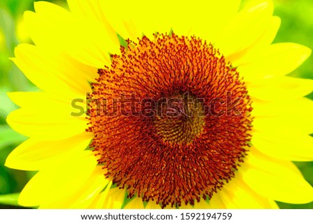 A large bright sunflower with petals resembling a solar halo and an orange core in focus. Close-up of the sunflower head.