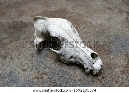 real skull of a dog, a wolf or a canid, broken head part of a skeleton with a rough background - wallpaper picture