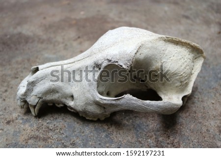 Profile of a real skull of a dog, a wolf or a canid, head part of a skeleton with a rough background - wallpaper picture